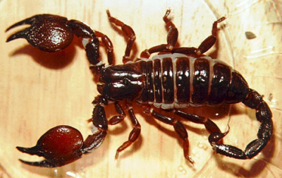 Скорпион (Heterometrus Longimanus) 